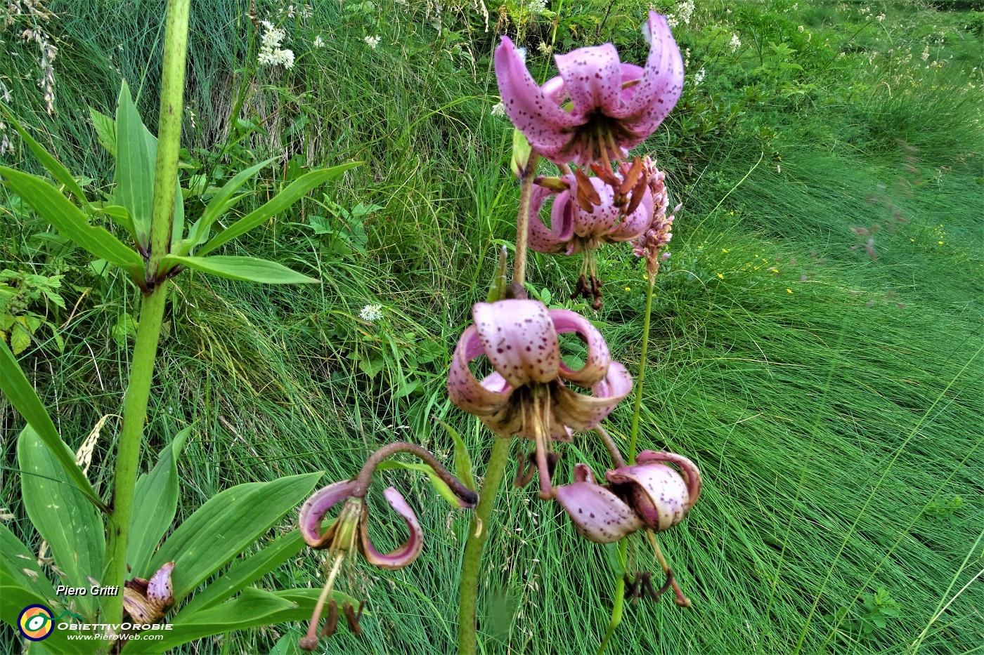 24 Giglio martagone (Lilium martagon).JPG